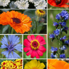Annual Summer Bee