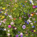 ColourMax 2 - Universal Bloom Annual Flower Seeds