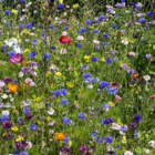 ColourMax 2 - Universal Bloom Annual Flower Seeds