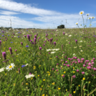 Buglife Pollinator Wildflower Seed Mix BSPOL 100%