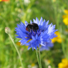 Cornflower Plug Plants (Centaurea cyanus)