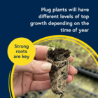 Roots are the most important part of plug plants - minimal top growth on arrival is normal.