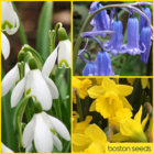 Wildflower Bulbs 'In The Green' Collection - snowdrops, bluebells and winter aconites