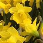 Tenby Daffodils Bulbs in the green