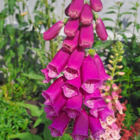 Foxglove Seeds