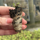 Birds foot trefoil plug plant
