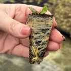 common catsear plug plant