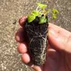Cowslip (Primula veris) Plug plant