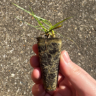 Crested Dogstail (Cysnosurus cristatus) Plug Plant