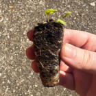 Mullein, Dark (Verbascum nigrum) Plug Plant