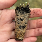 Knapweed, Greater (Centaurea scabiosa) plug Plant