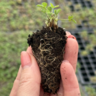 Clover, Wild Red (Trifolium pratense) plug Plant