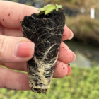 Scabious, Small (Scabiosa columbaria) plug Plant