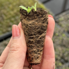 Viper's Bugloss Plug Plants (Echium vulgare)