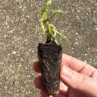 Yarrow Plug Plants (Achillea millefolium)