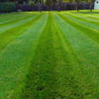BS Economy Grass Seed