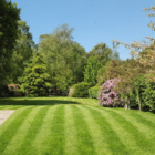 BS Quality Fine Lawn Seed