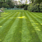 BS Shade Tolerant Grass Seed