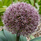 Giganteum allium