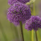 Gladiator allium