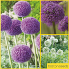 giant allium collection