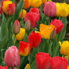 Mixed Colours Tulip