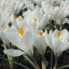 Jeanne D'Arc Crocus