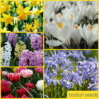 Bulb Lasagne (Patio Collection)