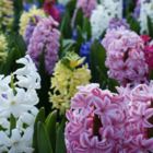 Bulb Lasagne (Patio Collection)