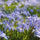 Bulb Lasagne (Patio Collection)