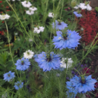 Love in a mist wildflower seeds - nigella