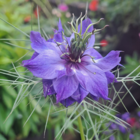 Love in a mist wildflower seeds - nigella