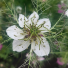 Love in a mist wildflower seeds - nigella