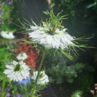 Love in a mist wildflower seeds - nigella
