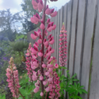 Lupin flower seeds