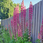 Lupin flower seeds