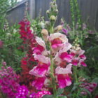 SnapDragon Flower Seeds