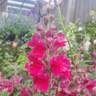 SnapDragon Flower Seeds