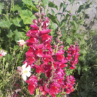 SnapDragon Flower Seeds