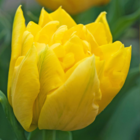 Marie Jo Tulip Bulbs