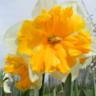 Orangery daffodil bulbs