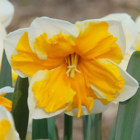 Orangery daffodil bulbs
