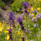 Muscari Comosum