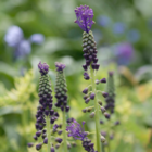 Muscari Comosum