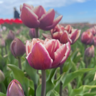 Tulip Wyndham
