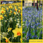 Low Maintenance Bulb Collection