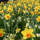 Low Maintenance Bulb Collection