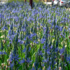 Low Maintenance Bulb Collection