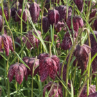 BS Snake's Head Fritillary Bulbs (Fritillaria meleagris)
