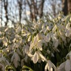 BS Snowdrop (Common) Bulbs (Galanthus nivalis)